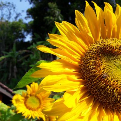 සුන්දර පරිසරය